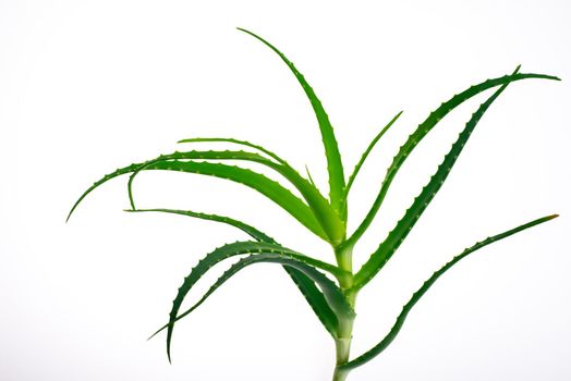 Aloe vera plant isolated on white.- image