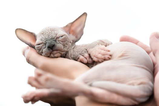 Woman hands holding sleeping kitten of Canadian Sphynx Cat breed on white background. Point of view shot