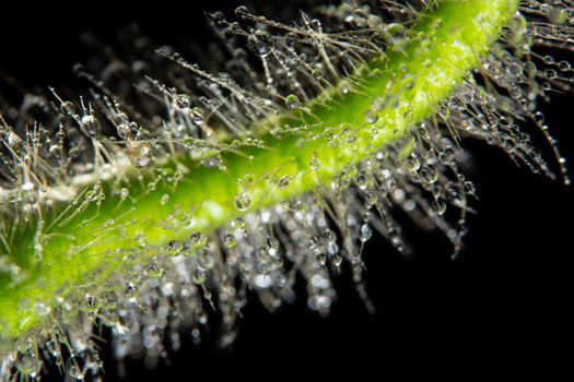 Macro water drops on plant