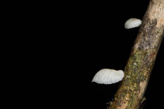 Close-up of white fungus