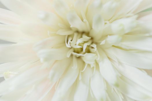White flower macro background