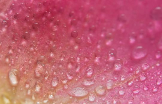 Background macro water droplets on the petals of pink roses