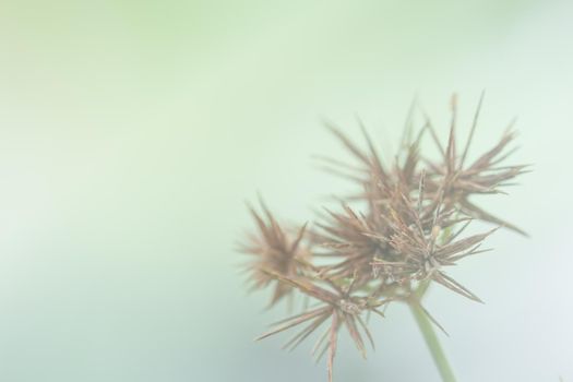 Wild flower background