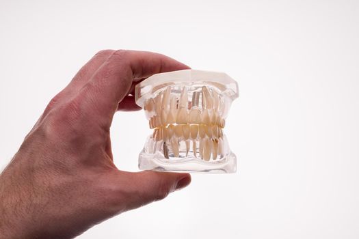 Dentist holding dentures jaw layout on a white background - image