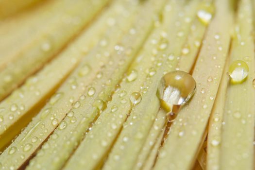 Background macro water droplets on the petals