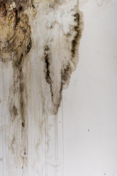 Big wet spots and cracks and black mold on the wall of the domestic house room after heavy rain and lot of water - Image