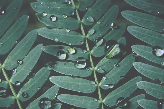 Macro water drops on plant