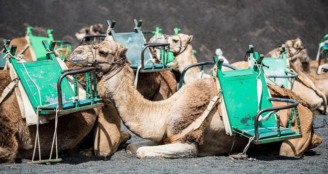 resting touristic camelcade on Lanzarote of the Canary islands