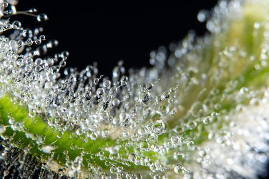 Macro water drops on plant