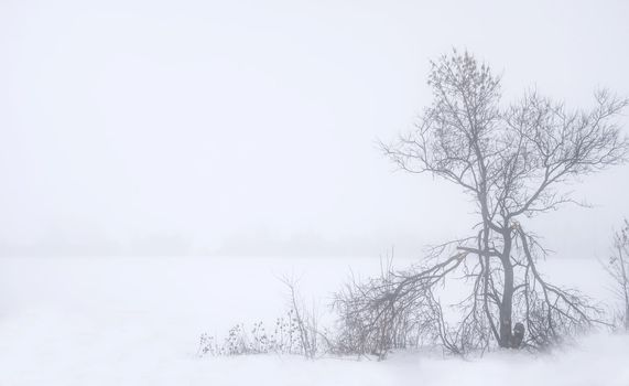 foggy landscape with old broken tree and snowy field in a countryside