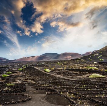 vineyards near volcanic mountains against sunset sky in Lanzarote, Canary Islands, Spain