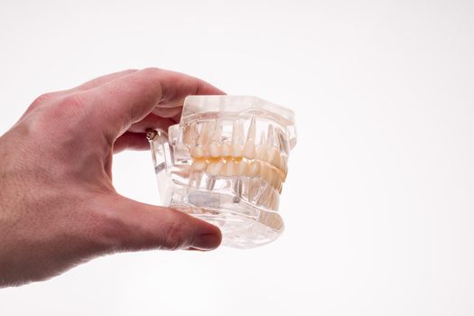Dentist holding dentures jaw layout on a white background - image