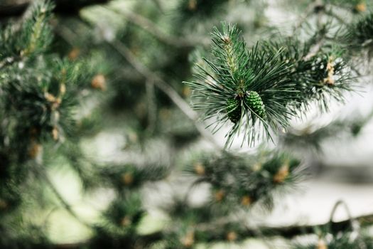 Green pine cones on the twig. Conifer branches in the background out of focus - image