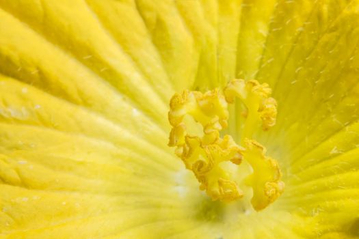 Close-up photo of yellow pumpkin flower pollen