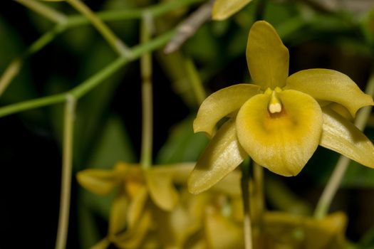 Macro yellow orchid