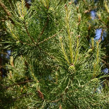 Branch of Pine Tree with needles and Pine Cone.