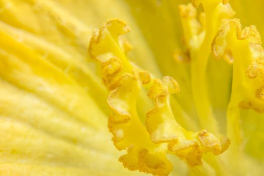 Close-up photo of yellow pumpkin flower pollen