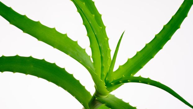 Aloe vera plant isolated on white.- image