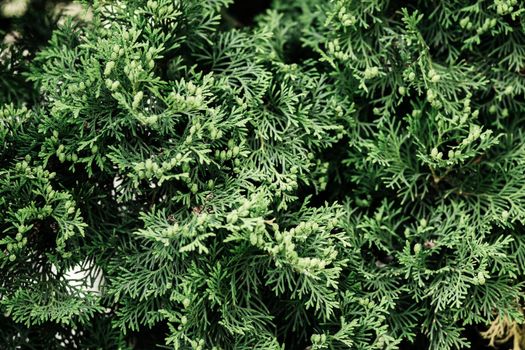 Green twigs of thuja. Beautiful natural background - image