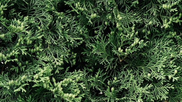 Green twigs of thuja. Beautiful natural background - image