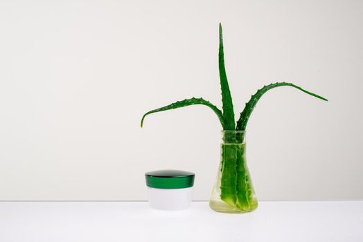 Body care cream and Aloe in a vase with water on a white background - Image