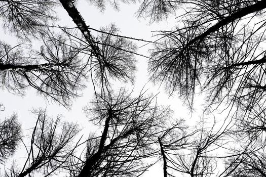 Tree crowns. Bottom View. Mystic dark trees seen from below - image