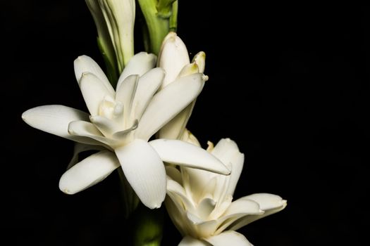 Close up shots of white flowers