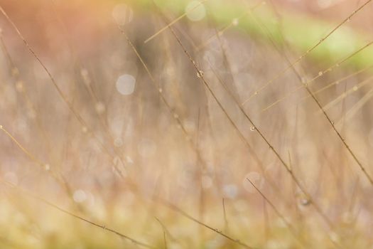 Macro background, water drops on wild flowers