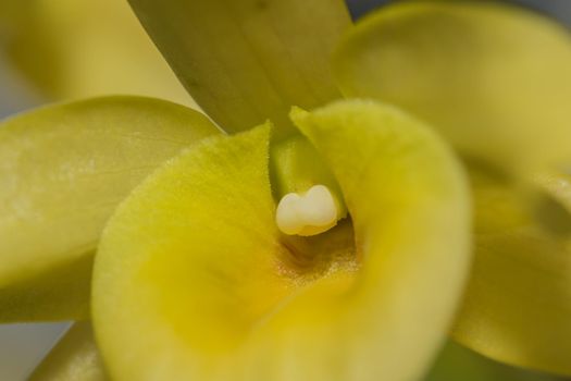 Macro yellow orchid