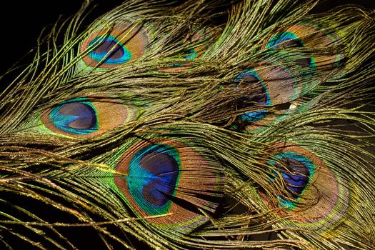 seven peacock feathers on a black background