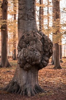 Big growth on a tree trunk Disease of a tree bark Cap