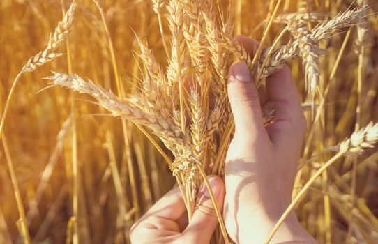 A man's hand holds spikelets of ripe wheat with grain on the background of a golden field and the sky. The farmer carefully checks the quality of the crop.