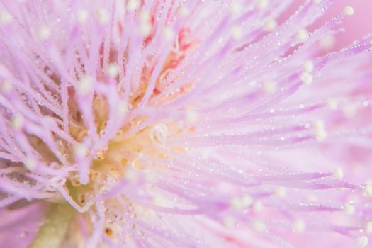 Background macro flower sensitive plant