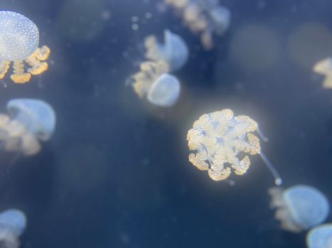 Dancing Phyllorhiza punctata jellyfish in the water. also known as the floating bell, Australian spotted jellyfish, brown jellyfish or the white-spotted jellyfish.