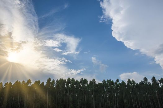 Backgrounds, natural scenery, sky and trees