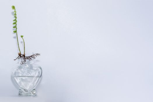 Ferns in clear glass bottle white background