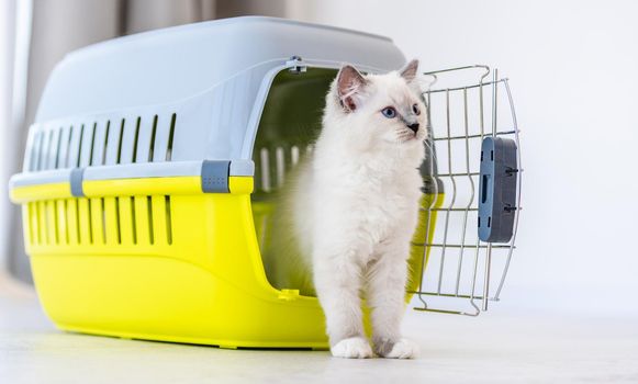 Adorable ragdoll cat goes out from pet carrying for transportation and looking back. Purebred fluffy domestic feline animal and basket with metal lattice opened