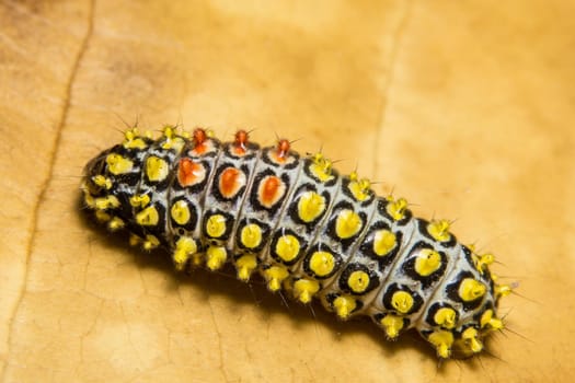 Close up photos of caterpillars