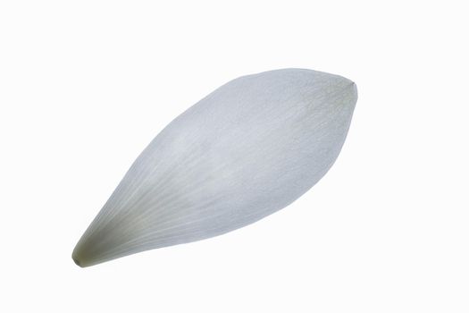 Lotus petals, white background