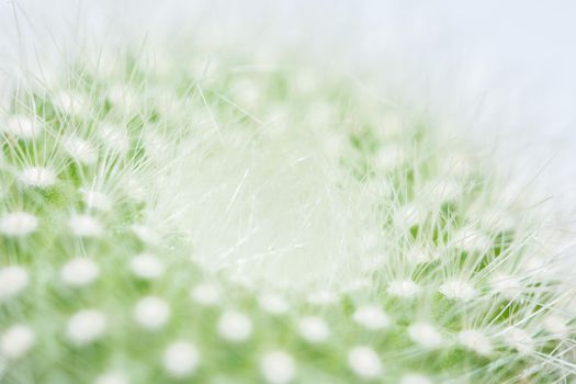 Macro green cactus