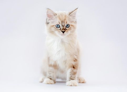 Cute ragdoll kitten isolated on white background with copyspace. Domestic fluffy purebred kitty pet looking at camera with beautiful blue eyes