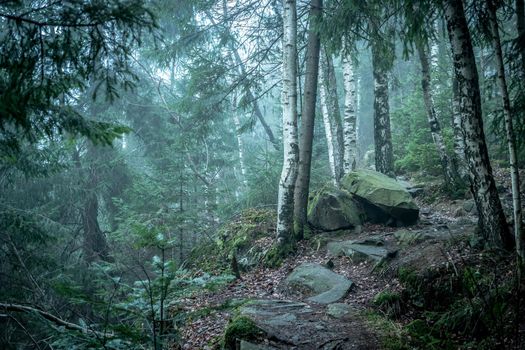 beautiful green landscape of misty wood