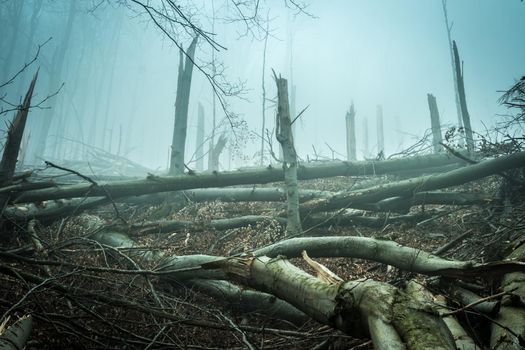 fallen and broken by storm trees in forest in Carpathian mountains