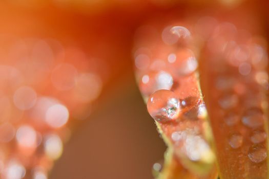 Bokeh background with water drops on orange flower petals