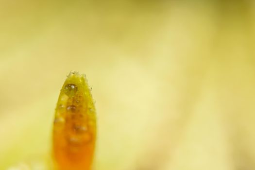 Bokeh background with water drops on orange flower petals