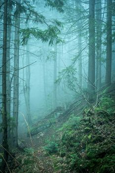 beautiful green landscape of misty wood