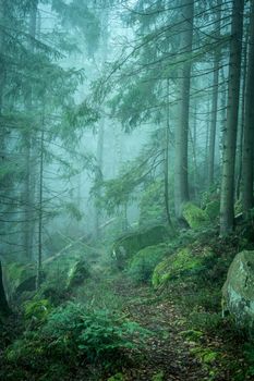 beautiful green landscape of misty wood