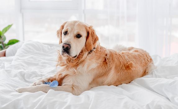 Golden retriever dog lying in the bed with blue toy bone and looking at the camera. Cute doggy labrador resting at home. Portrait of pet indoors