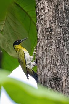 Image of Black-headed Woodpecker (Picus erythropygius)perched on a tree on nature background. Bird. Animals.