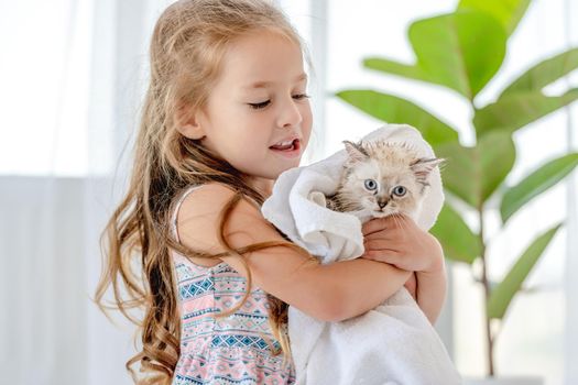 Child girl holding wet ragdoll kitten in towel after cleaning. Preschool female kid with kitty pet after shower